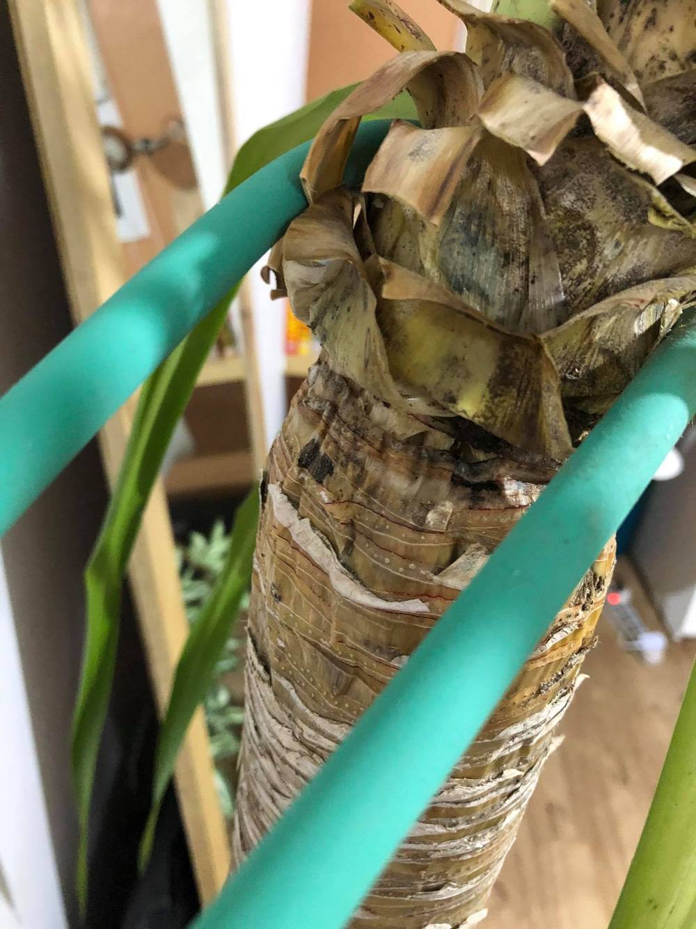 Dying Yucca Plant from overwatering?!! Please help! ( in the