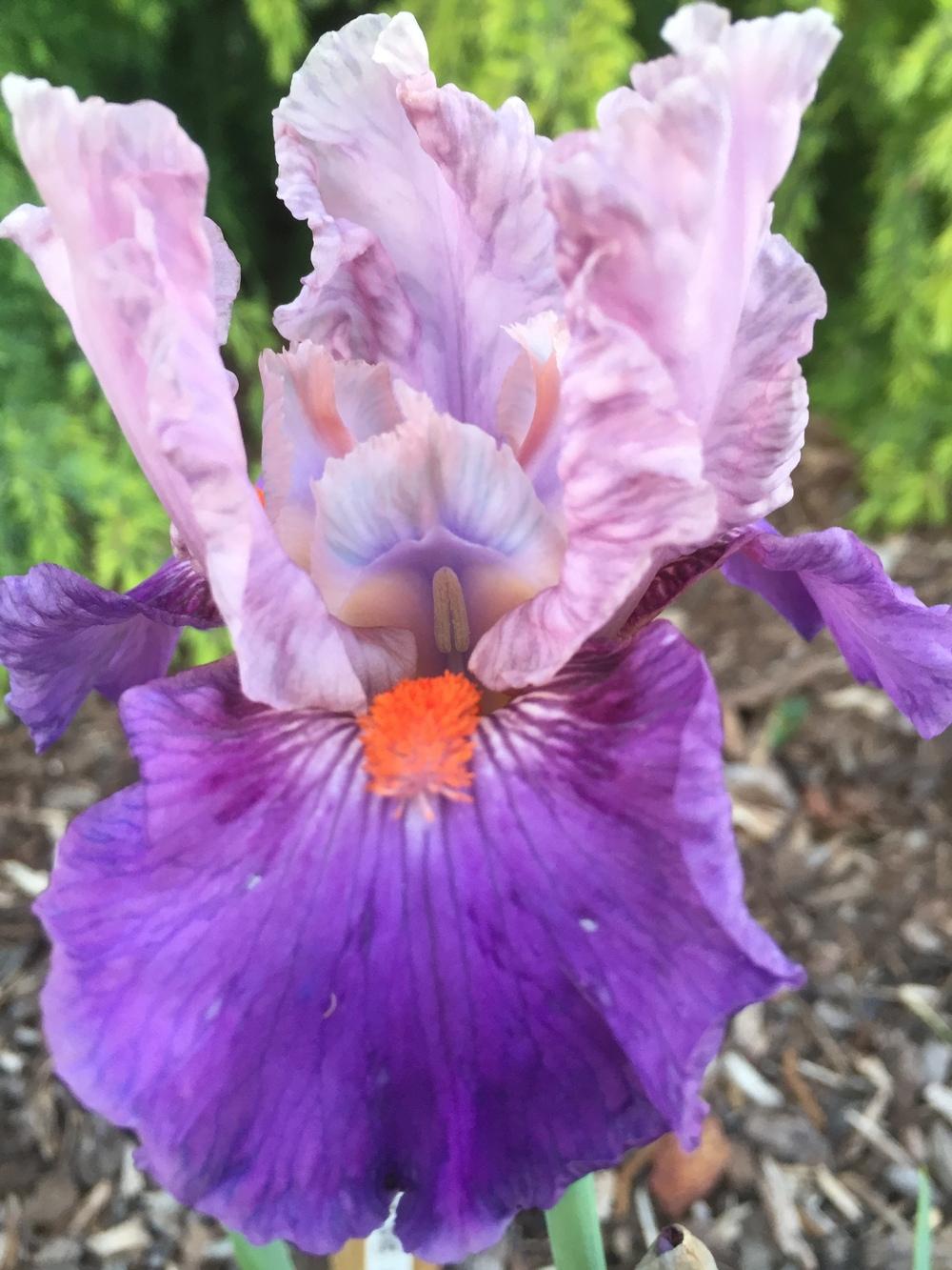 Intermediate Bearded Iris (Iris 'Magic Pulse') in the Irises Database