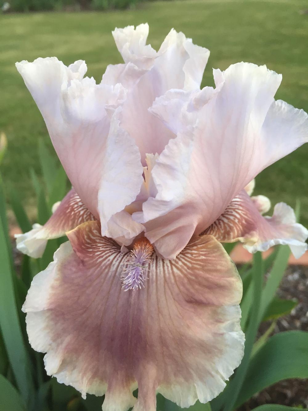 Photo of the bloom of Tall Bearded Iris (Iris 'Lily My Love') posted by