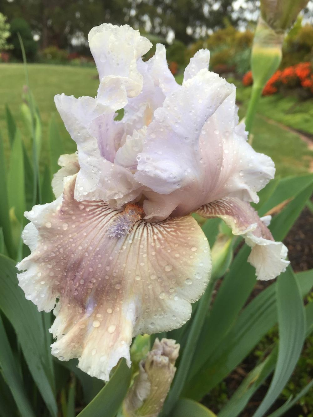 Photo of the bloom of Tall Bearded Iris (Iris 'Lily My Love') posted by