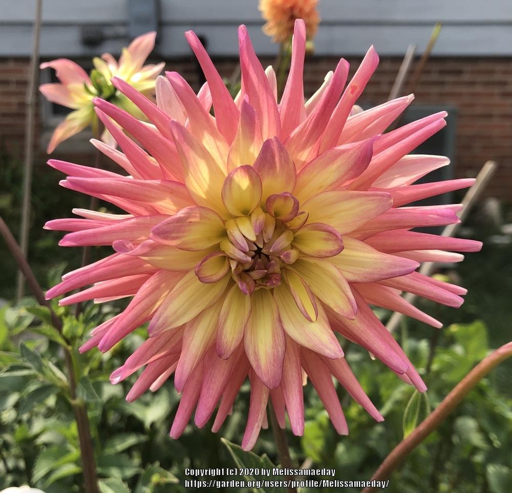 Dahlia 'Clearview Lily' in the Dahlias Database