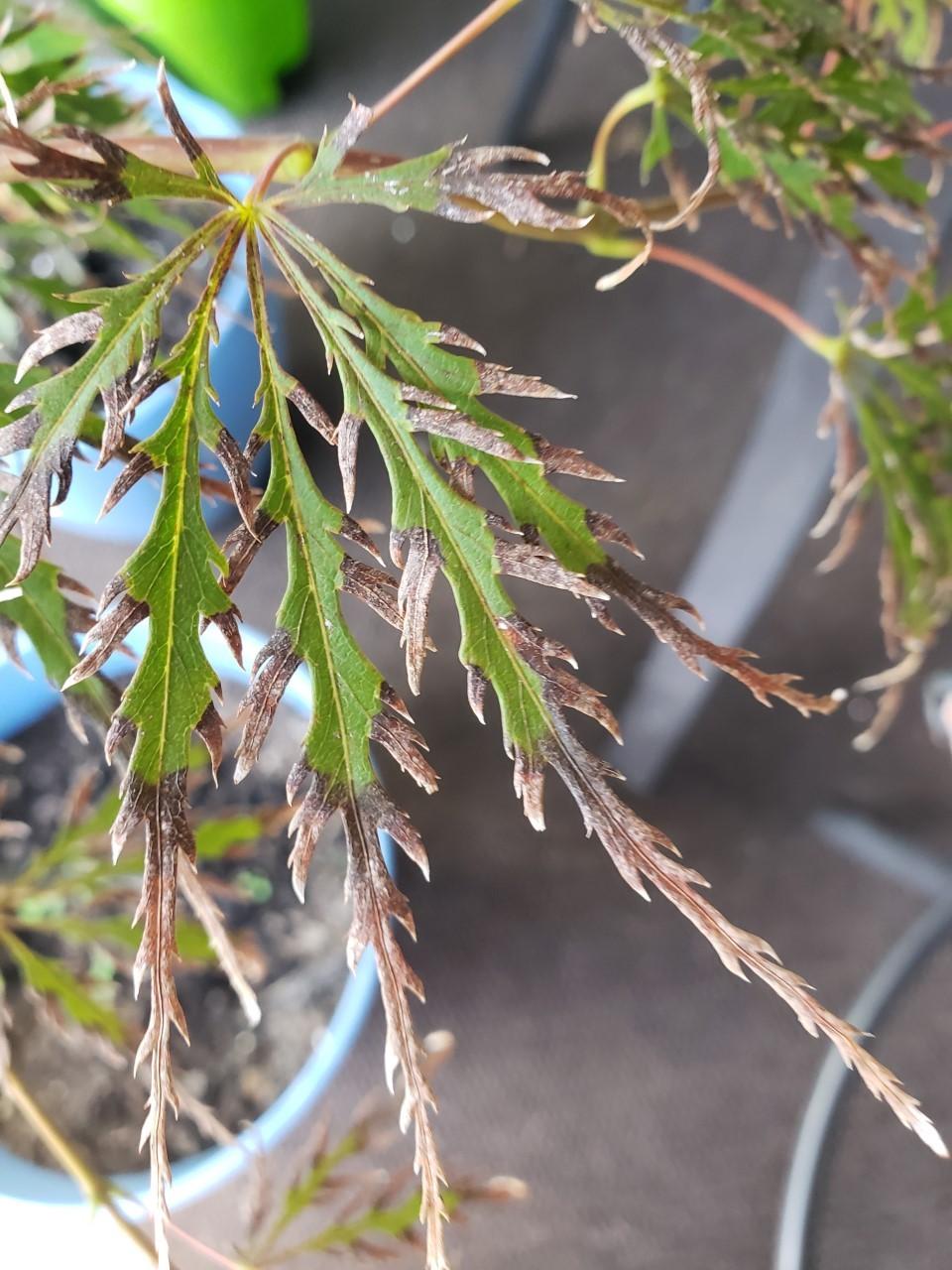 Leaves Turning Brown out of no where in the Japanese Maples forum