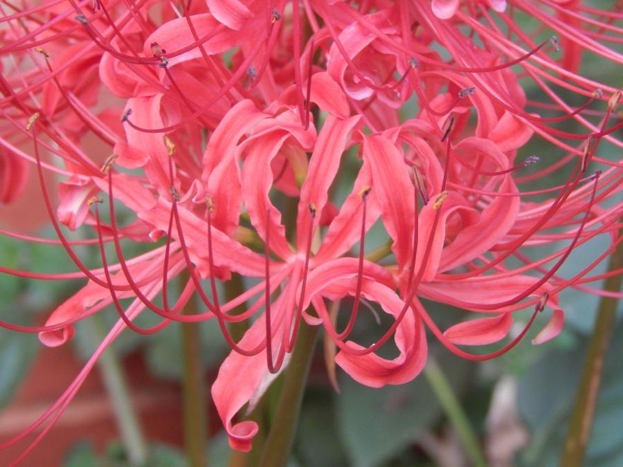 Surprise Lily (Lycoris radiata 'Fire Engine') in the Surprise Lilies