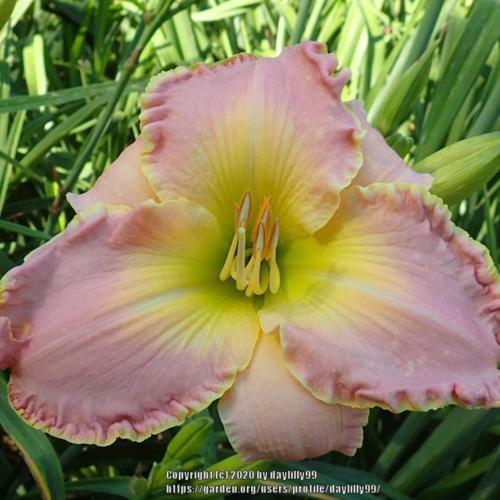 Daylily (Hemerocallis 'Cabbages and Kings') in the Daylilies Database