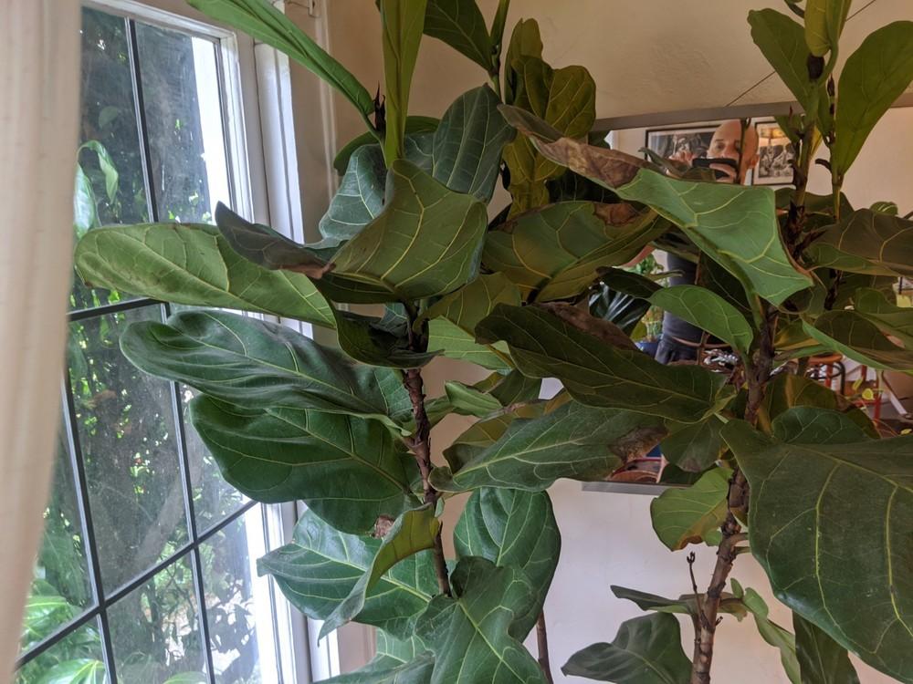 Fig Tree Dropping Leaves in the Houseplants forum