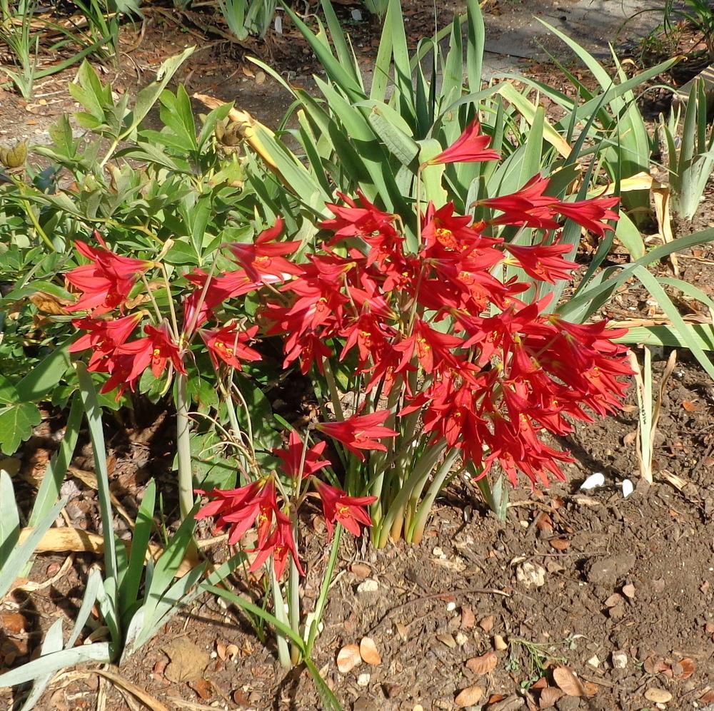 Oxblood Lily (Rhodophiala bifida)