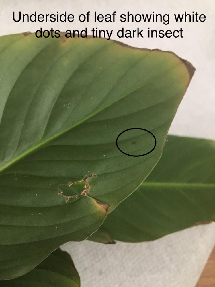 Houseplants Forum Tiny Black Powdery Dots On Peace Lily Leaves Pest Or Fungus Garden Org