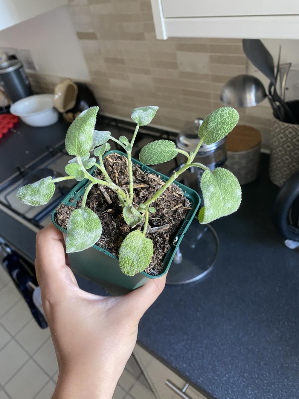 Mildew on indoor sage plant in the Ask a Question forum