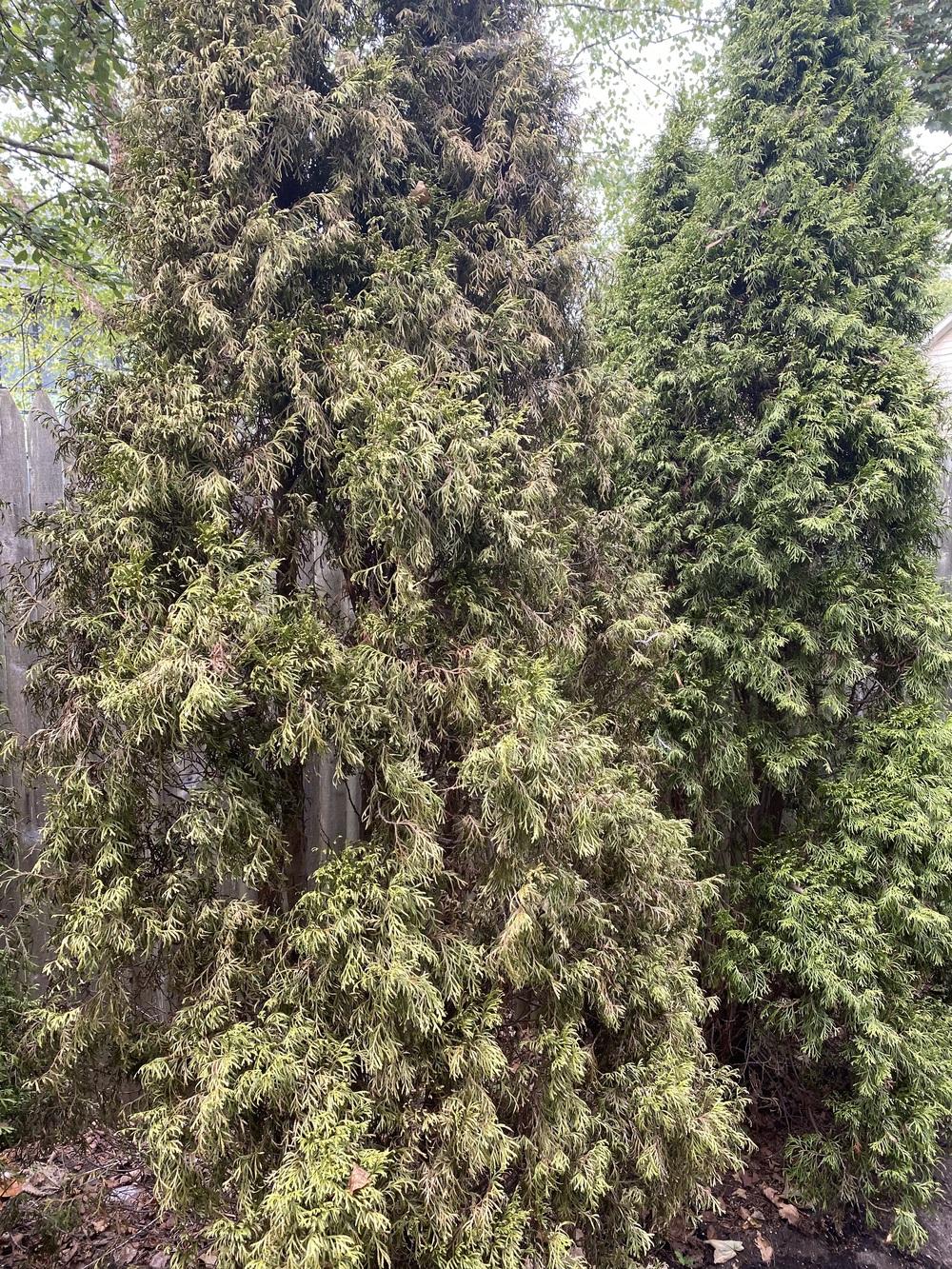 Emerald green arborvitae disease or dying? in the Ask a Question forum