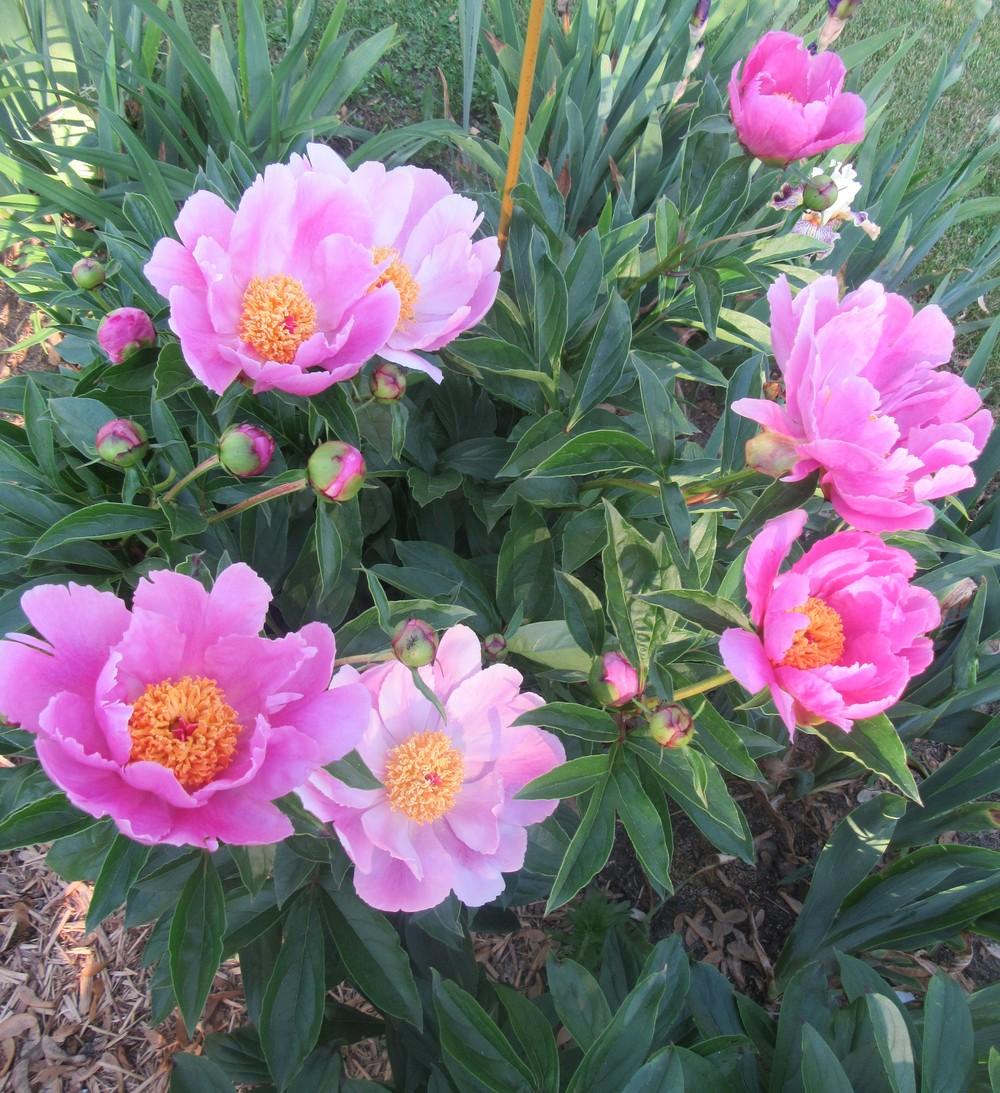 Iris and Peony in the Irises forum
