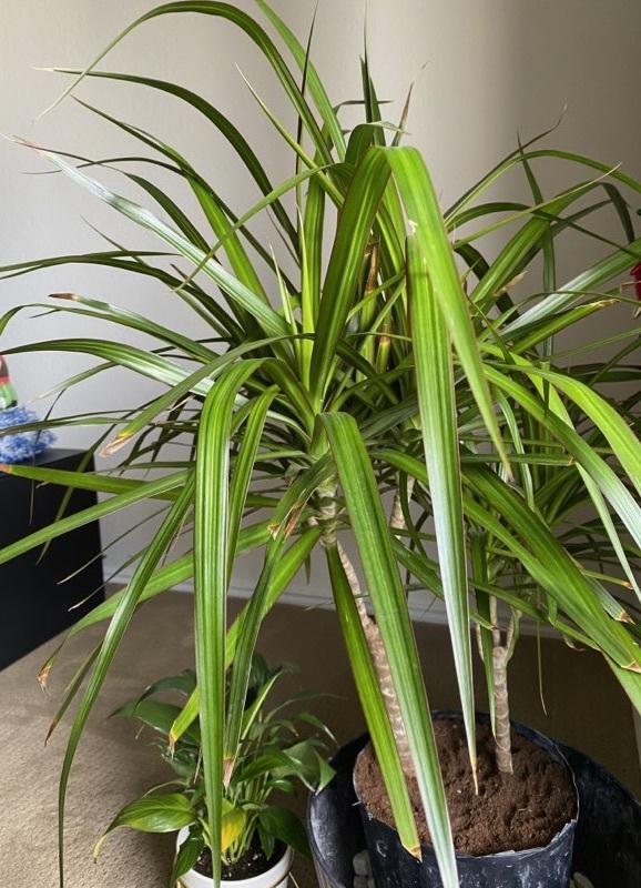 Why My Dracaena Marginata Leaves Keep Turning Brown? in the Ask a