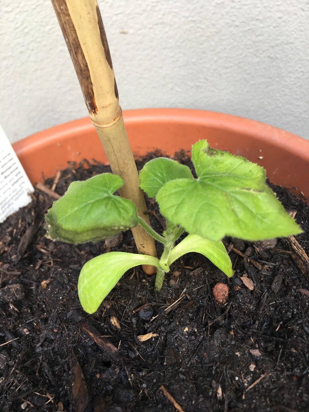 Zucchini seedling dying help ( in the Ask a Question forum
