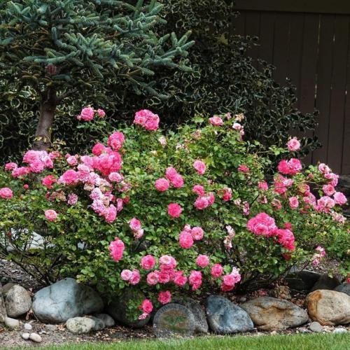 Rose (Rosa 'Sweet Drift') in the Roses Database