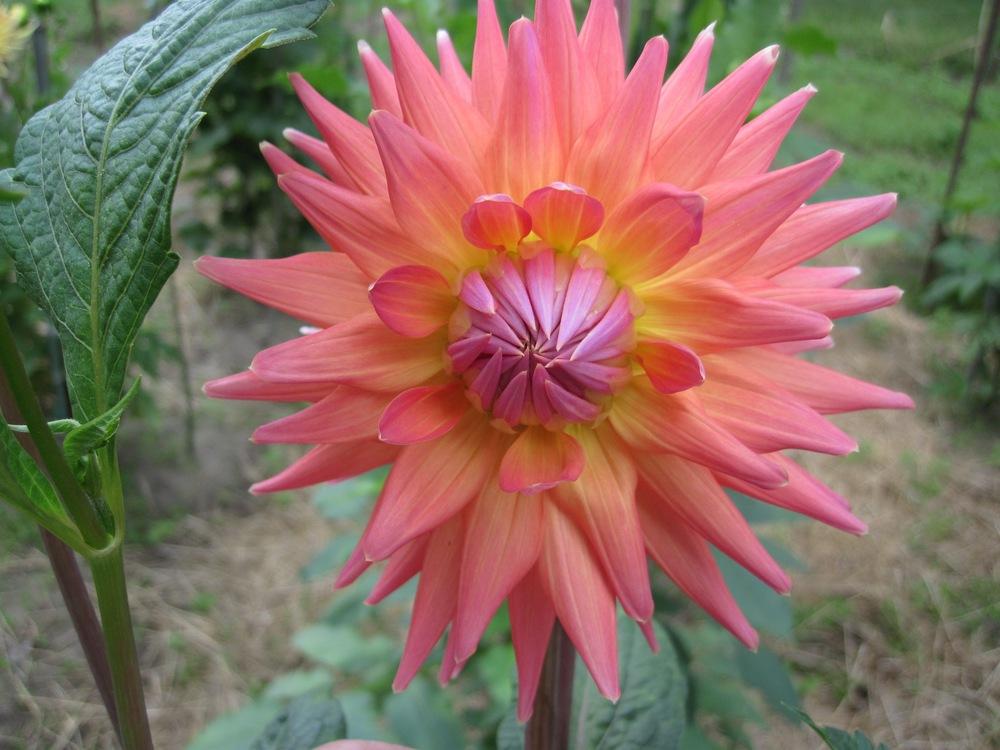 Dahlia 'Peach Delight' in the Dahlias Database
