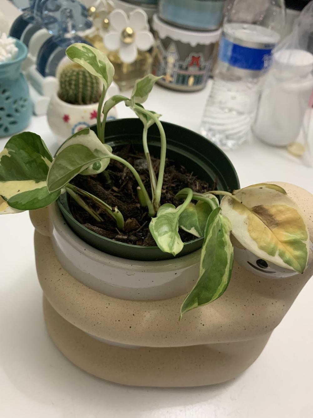 Pothos plant dying in the Ask a Question forum