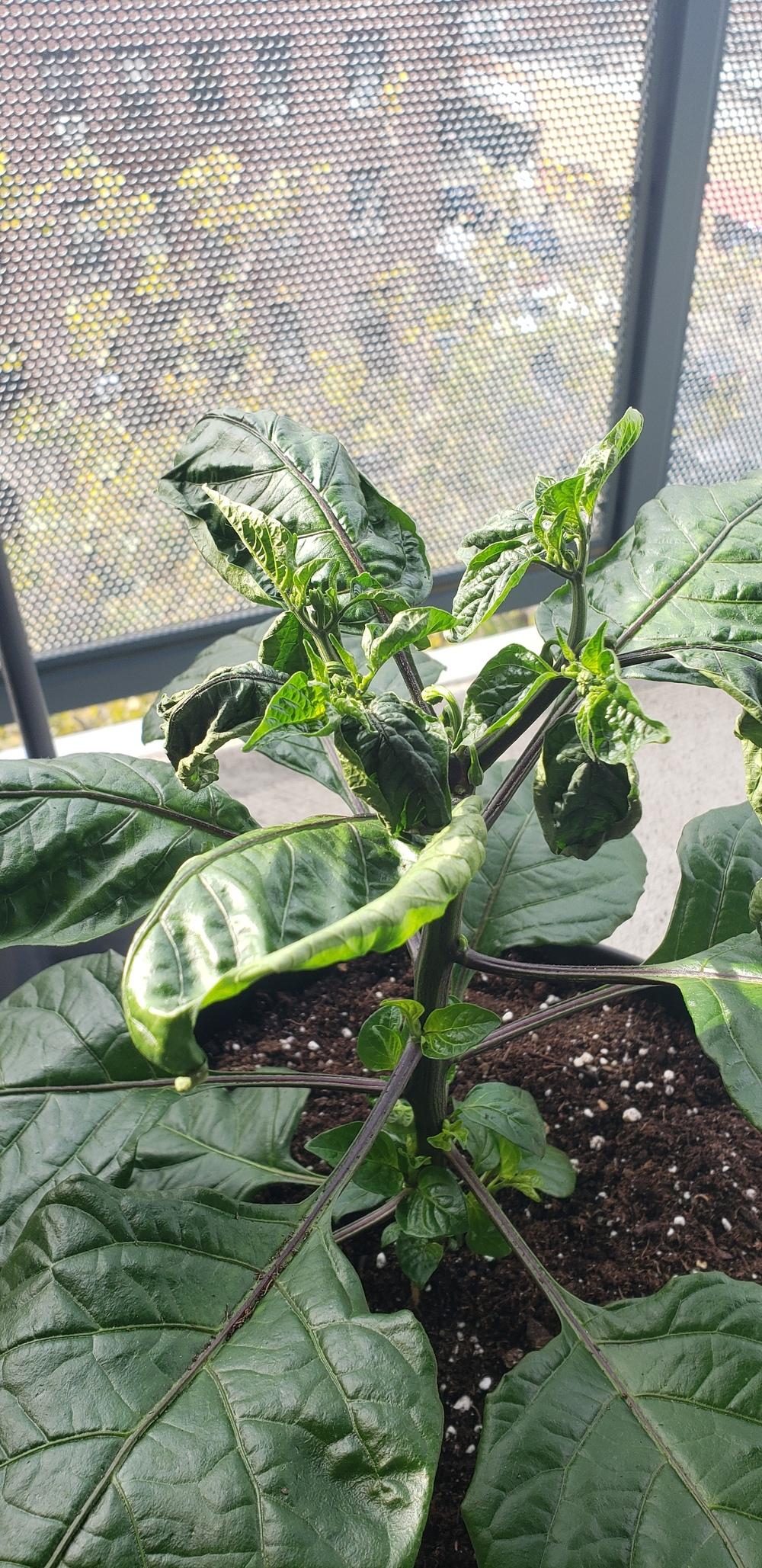 Pepper Leaves Drooping? in the Vegetables and Fruit forum