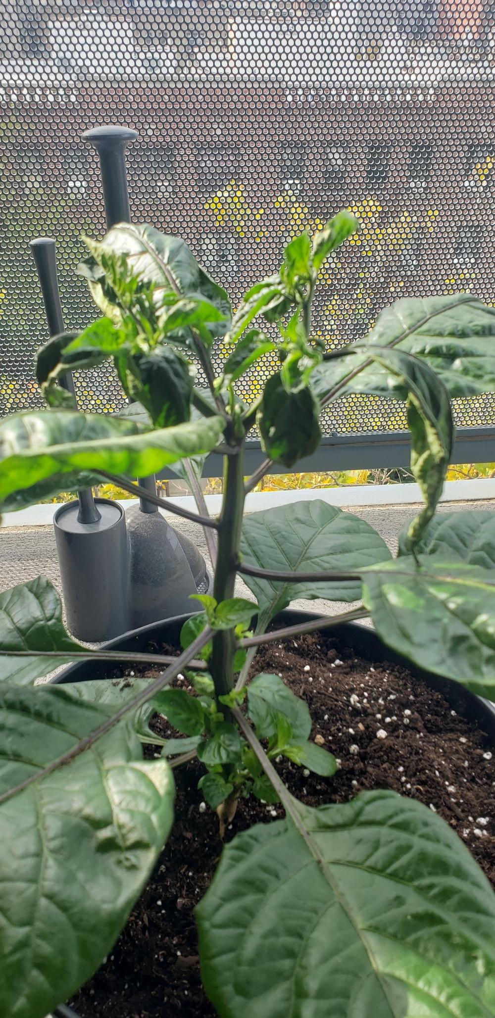 Pepper Leaves Drooping? in the Vegetables and Fruit forum