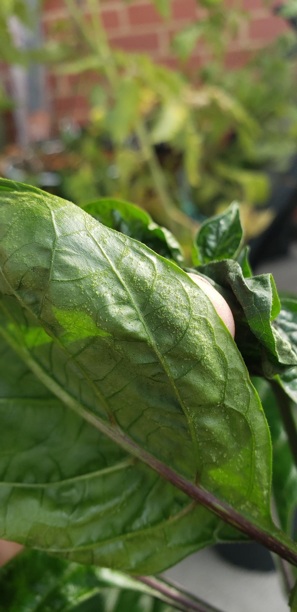 Pepper Leaves Drooping? in the Vegetables and Fruit forum