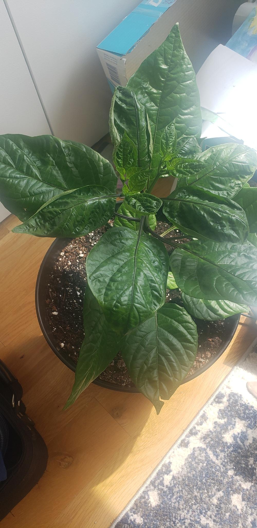 Pepper Leaves Drooping? in the Vegetables and Fruit forum