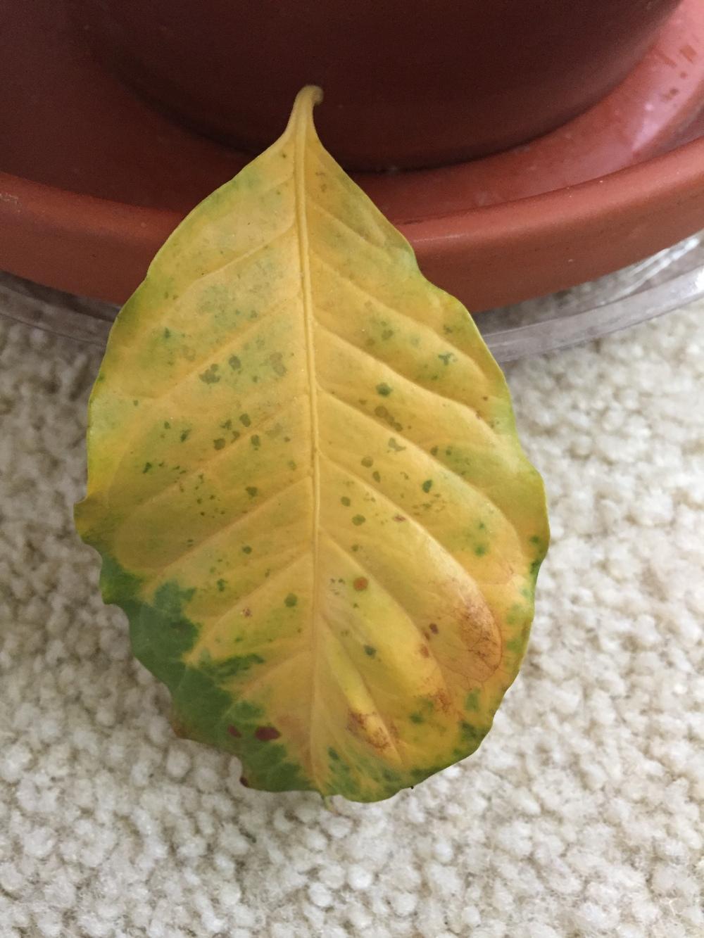 Ask A Question Forum Coffee Tree Leaves Turning Yellow Garden Org