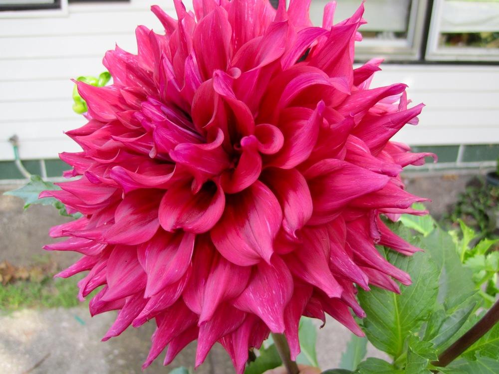 Dahlia ‘Zorro’ in the Dahlias Database - Garden.org
