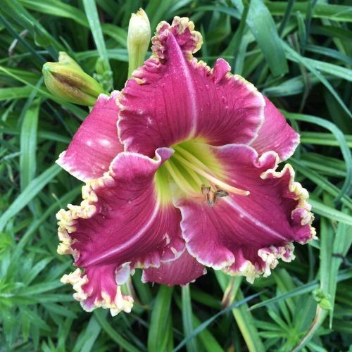 Daylily (Hemerocallis 'Rubies in the Snow') in the Daylilies Database