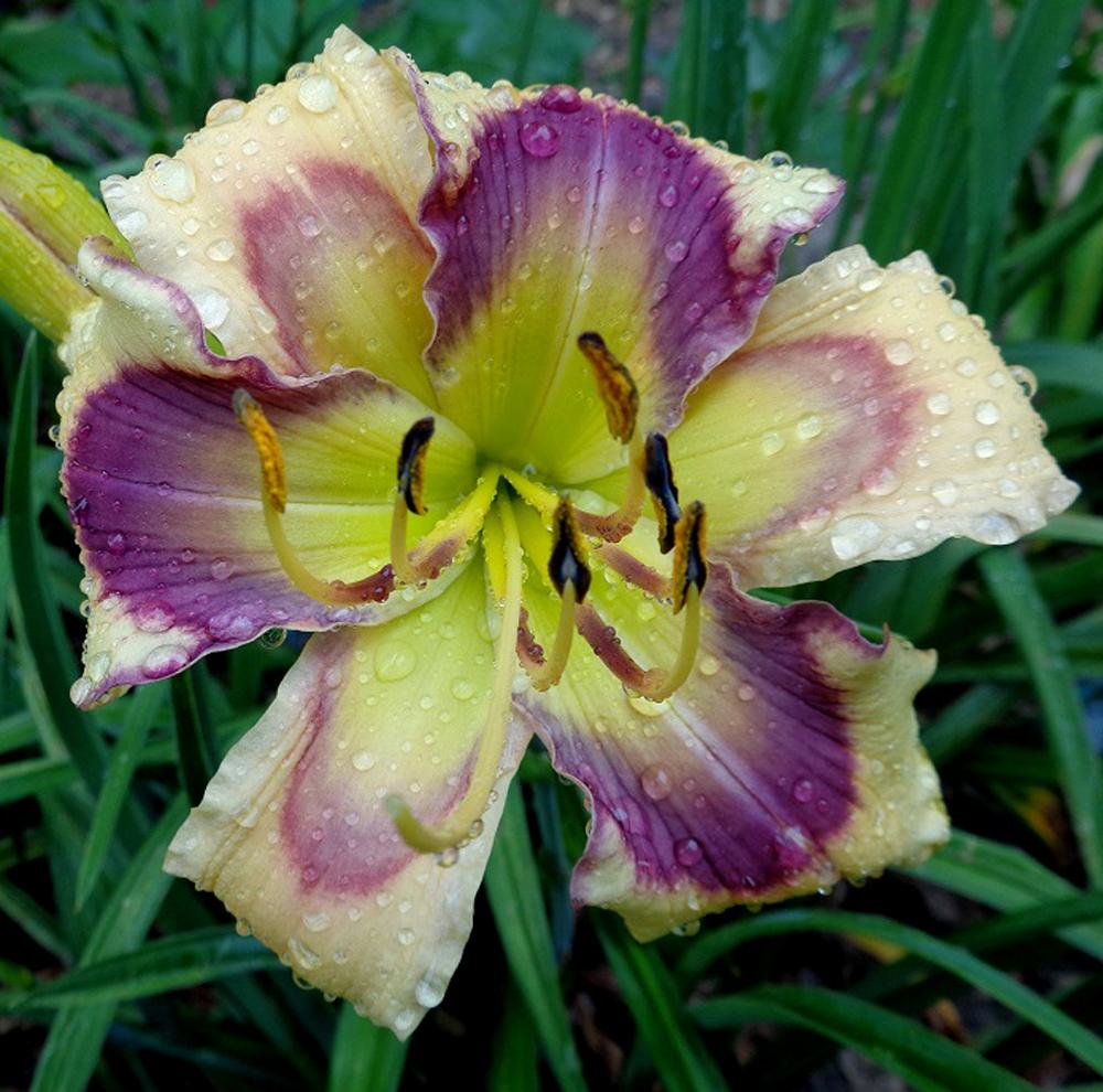 Daylily (Hemerocallis 'Small World Butterflies Dancing') in the