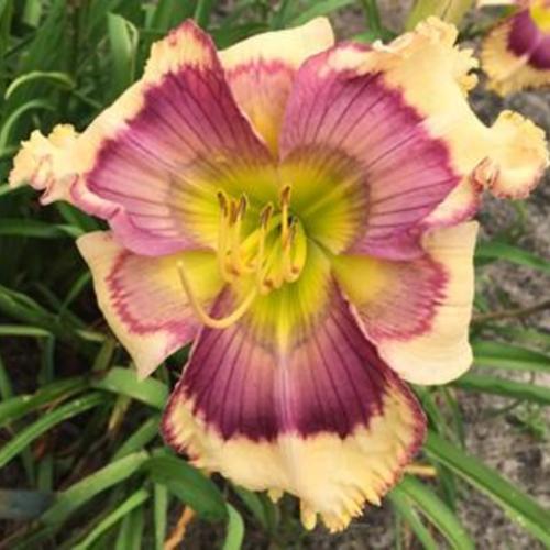 Daylily (Hemerocallis 'Broken Treaty') in the Daylilies Database