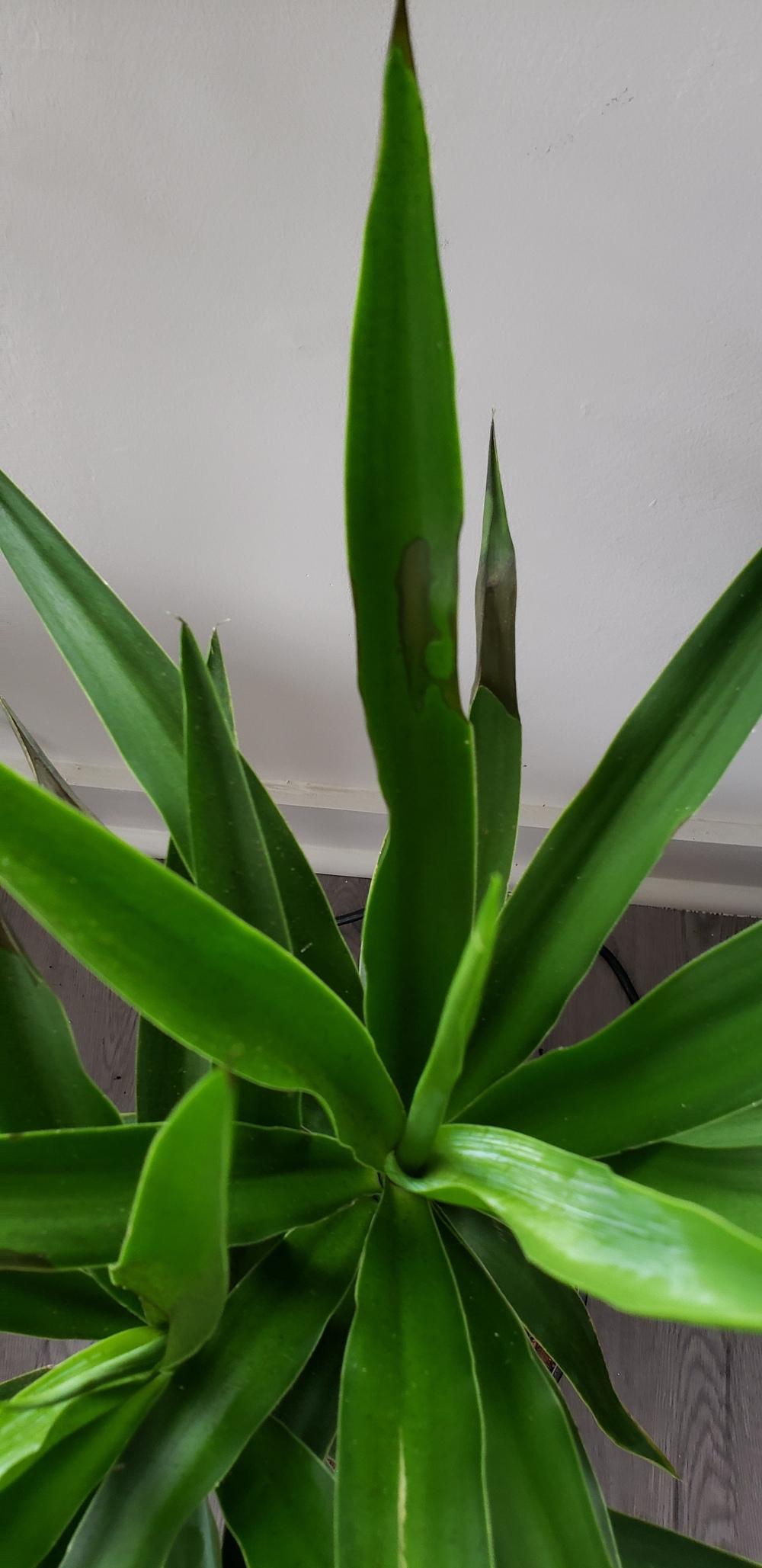 Help! New Yucca Plant leaves getting soft brown spots in the Tropicals