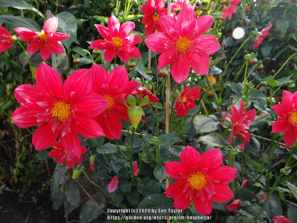 Dahlia 'Patricia' in the Dahlias Database