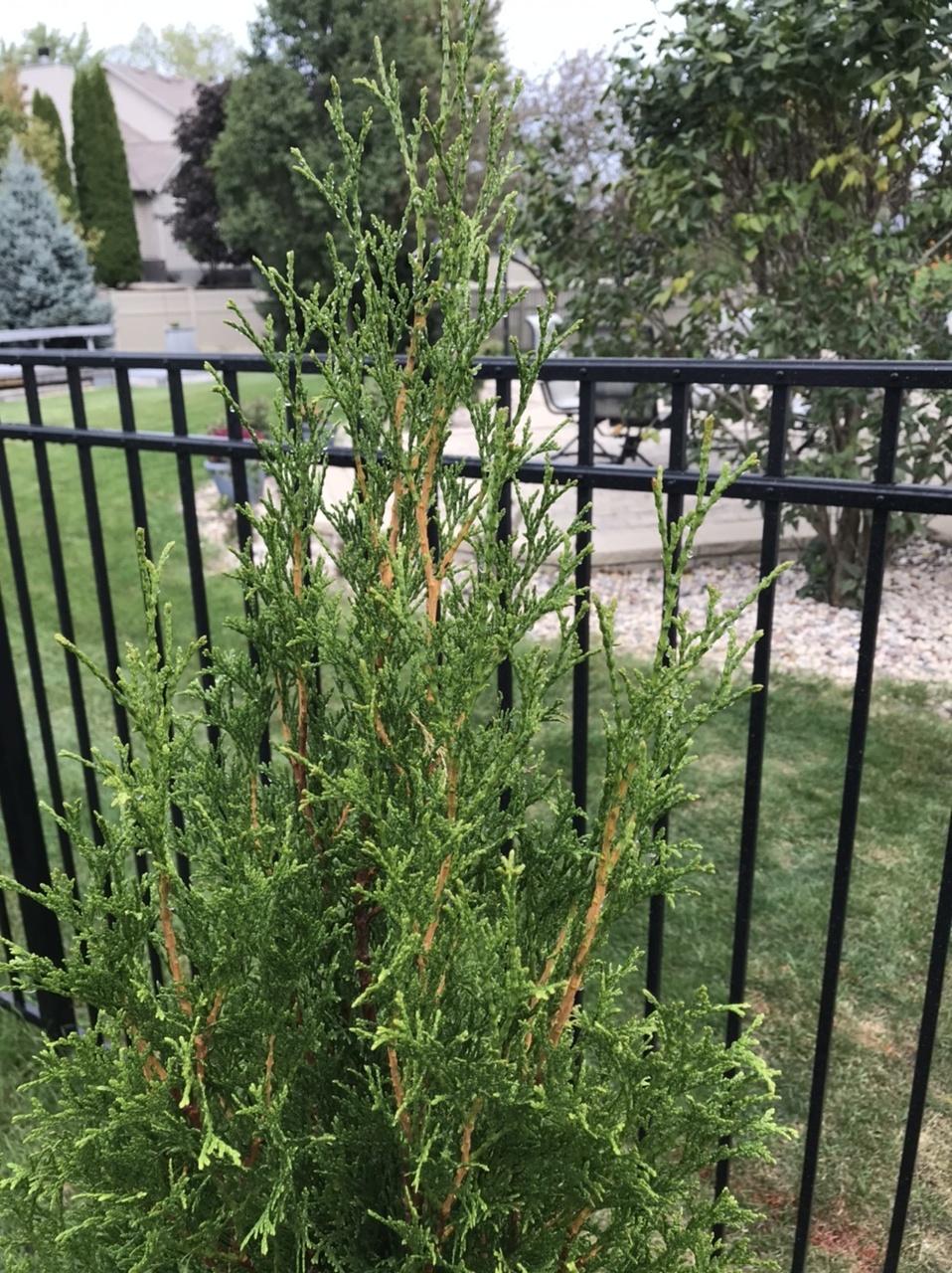 Emerald Green Arborvitae (Smaragd) 1 of 18 started dying from bottom up