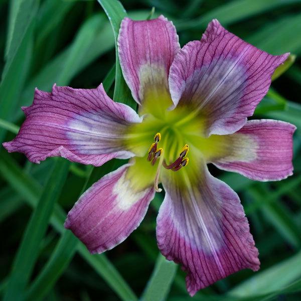 Daylily (Hemerocallis 'Watercolor Ripples') in the Daylilies Database ...
