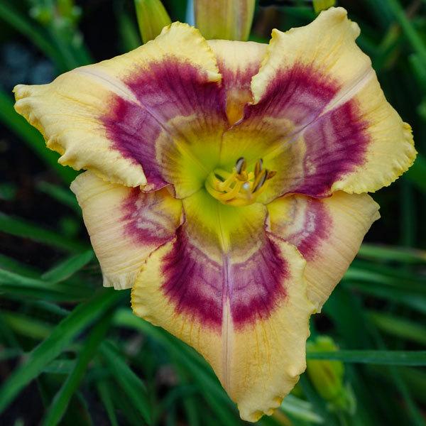 Daylily (Hemerocallis 'Canary Ripple Effect') in the Daylilies Database ...