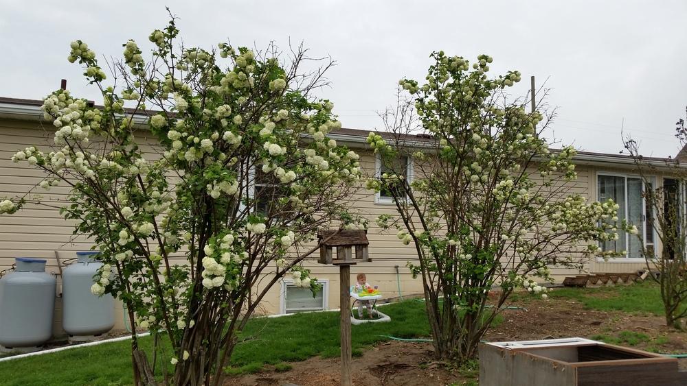 Plant ID Viburnum vs Hydrangea in the Plant ID forum