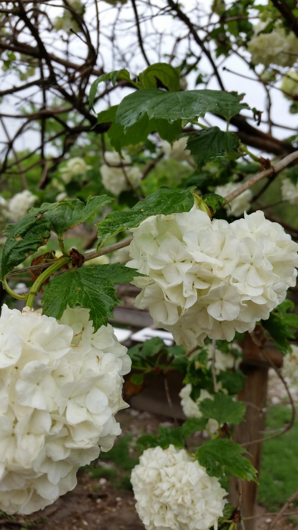 Plant ID Viburnum vs Hydrangea in the Plant ID forum