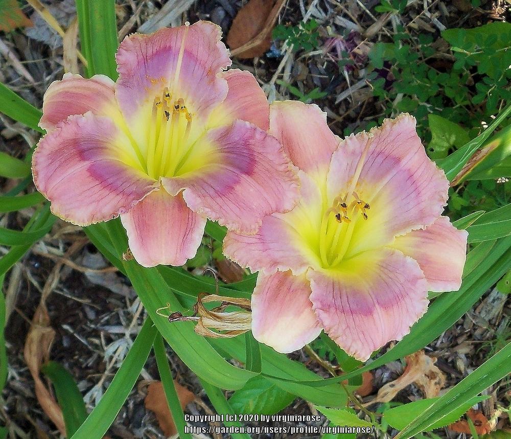Daylily (Hemerocallis 'Butterfly Mountain') in the Daylilies Database