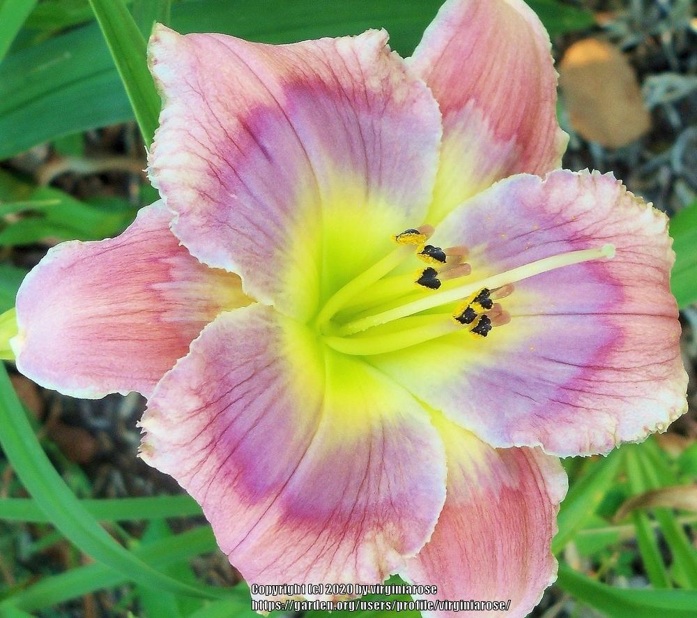 Daylily (Hemerocallis 'Butterfly Mountain') in the Daylilies Database