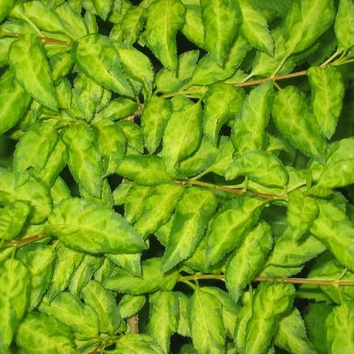 Border Forsythia (Forsythia x intermedia 'Golden Times')