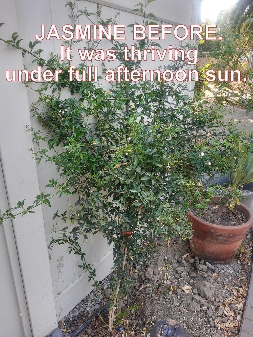 Jasmine dying after transplantation. in the Ask a Question forum