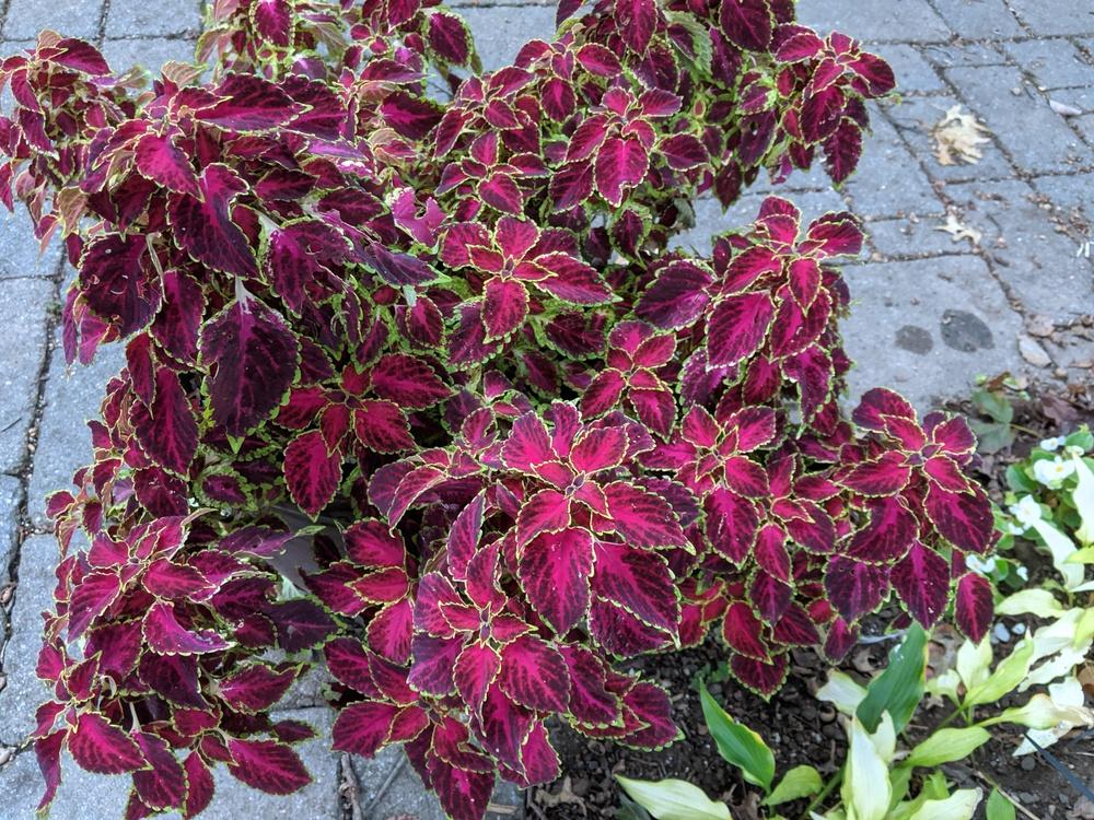 Coleus Plant Care and Collection of Varieties