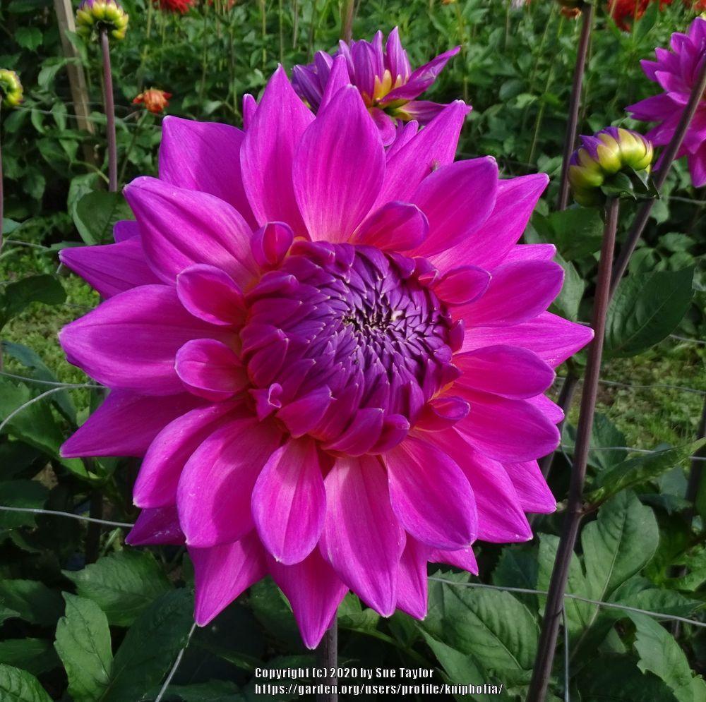 Dahlia 'Grace Wood' in the Dahlias Database