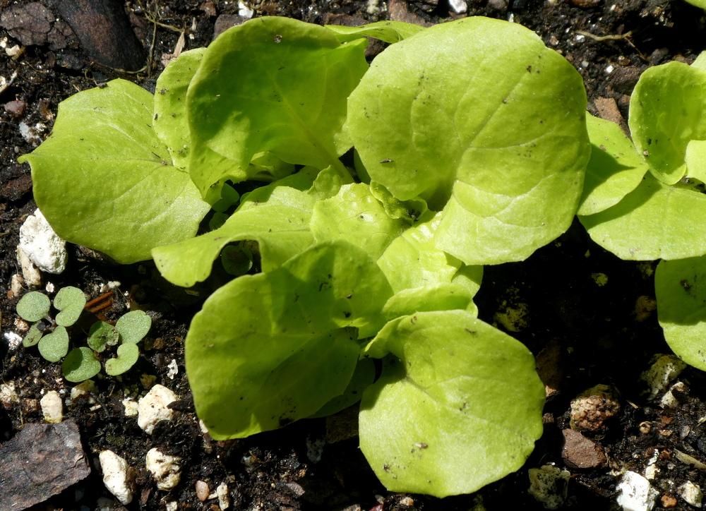 Photo of the seedling or young plant of Butterhead Lettuce (Lactuca