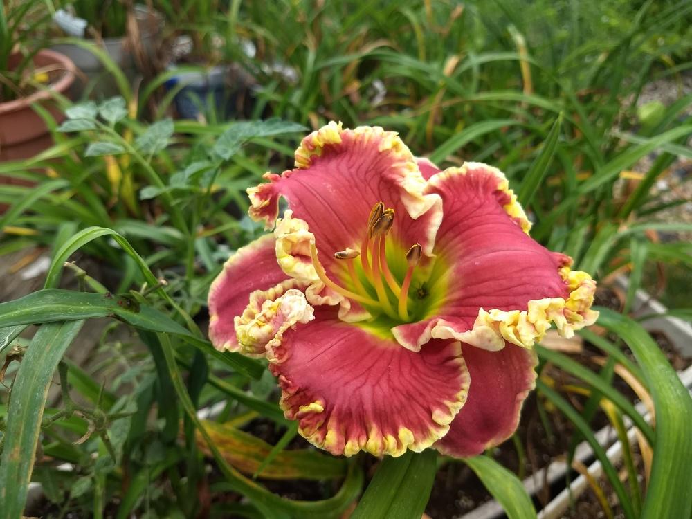 Photo of the bloom of Daylily (Hemerocallis 'Stop and Stare') posted by Hazelcrestmikeb