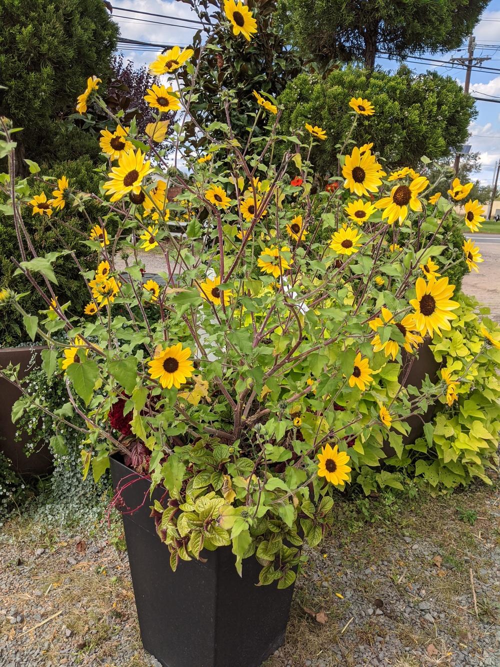 Sunflower (Helianthus annuus Suncredible® Yellow) in the Sunflowers