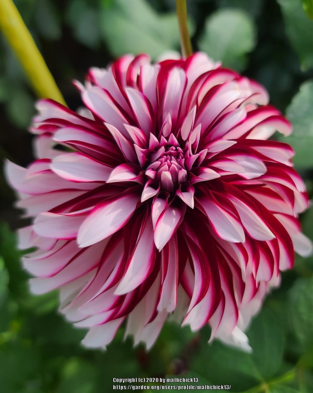 Photo of the bloom of Dahlia 'Irish Blackhart' posted by mathchick13