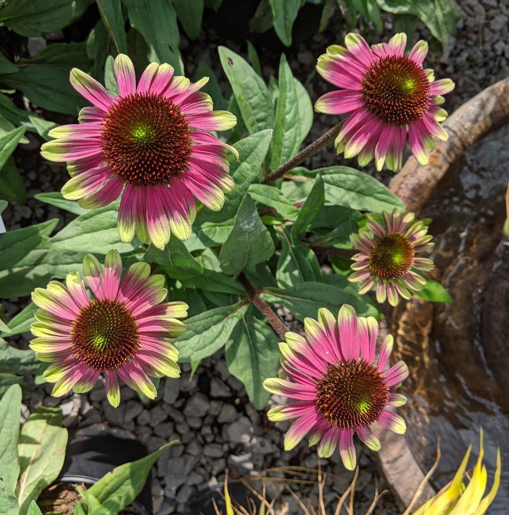 Coneflower (Echinacea 'Sweet Sandia') in the Coneflowers Database