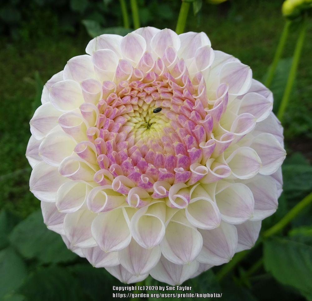 Dahlia 'Ryecroft Misty' in the Dahlias Database