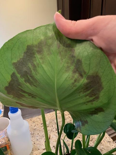 Monstera Deliciosa Brown Spots on Leaves in the Ask a Question forum