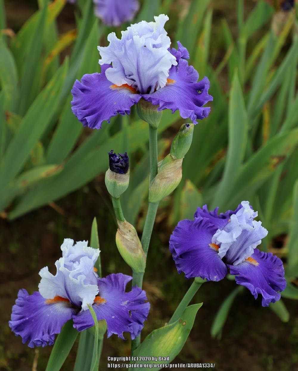 Photo of the bloom of Tall Bearded Iris (Iris 'Rainbow Road') posted by