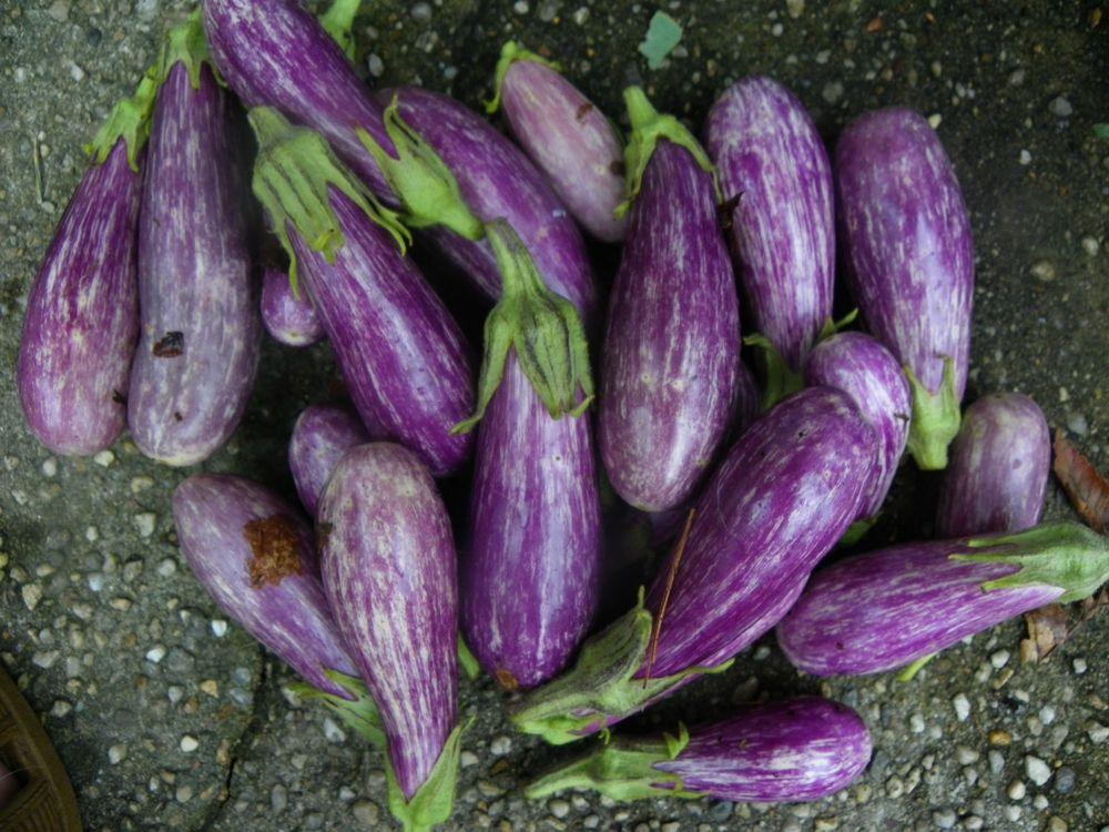 Eggplants Plant Care and Collection of Varieties